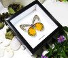 Taxidermy gold coast Butterfly Delias descombesi Bits&Bugs 
