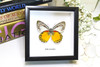 Taxidermy gold coast Butterfly Delias descombesi Bits&Bugs 