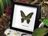 Graphium agamemnon