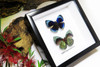 home decor interior design taxidermy butterfly Callithea leprieuri Bits & Bugs 