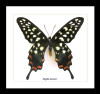 African butterfly Papilio antenor Bits & Bugs 