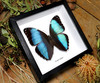 Morpho helenor