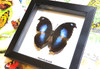  Butterfly framed Napeocles jucunda Bits&Bugs 