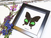 butterfly moth lepidoptera for sale Papilio paris Bits&Bugs 