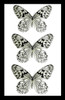Real butterfly collection black and white Bits & Bugs