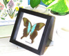 home decor design taxidermy butterfly for sale Papilio peranthus adamantius Bits & Bugs