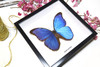 home decor design taxidermy butterfly for sale Morpho amathonte Bits & Bugs