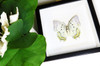 Framed butterfly collection Bits and Bugs Polyura delphis concha