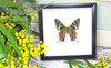 Framed butterflies and moths Chrysiridia ripheus  Bits & Bugs 