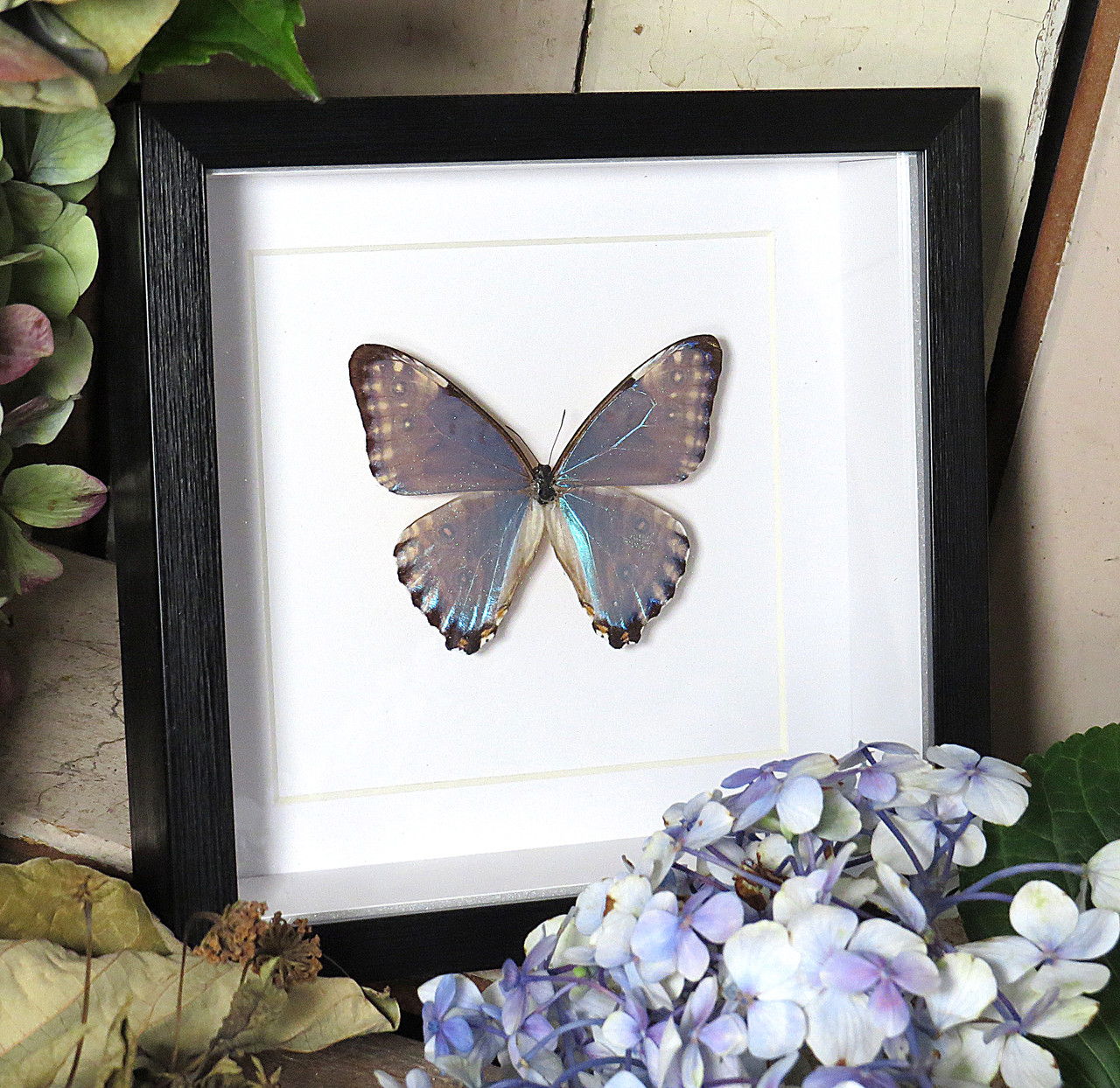 Morpho portis thamyris - Bits and Bugs