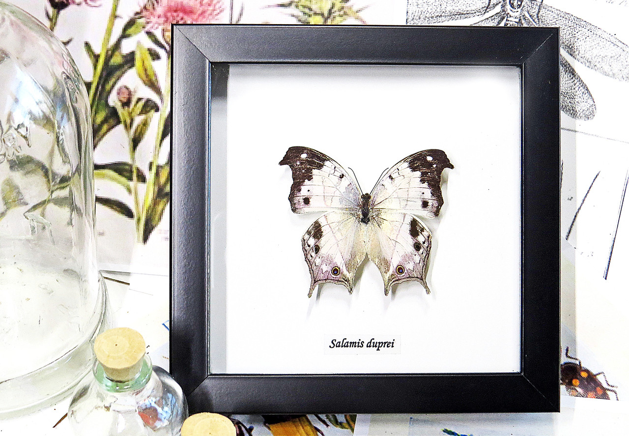 Salamis duprei Bits and Bugs