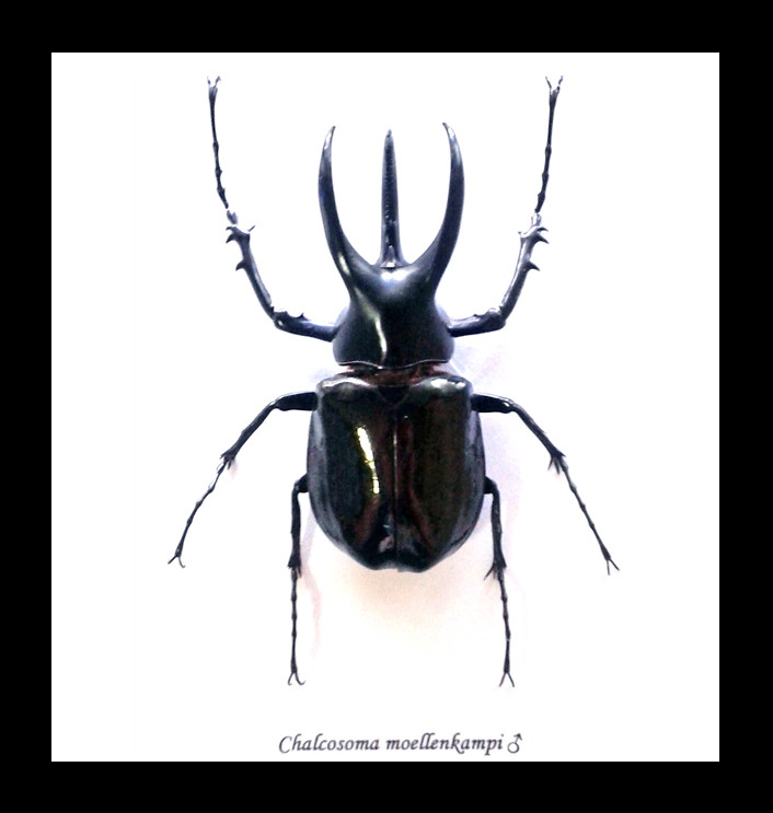 Chalcosoma mollemkampi 標本 Chalcosoma mollemkampi 標本 Moellenkampi beetle (Chalcosoma