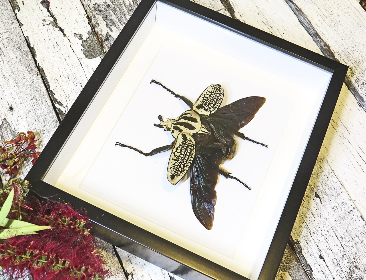 Goliathus orientalis Male Label back - Bits and Bugs