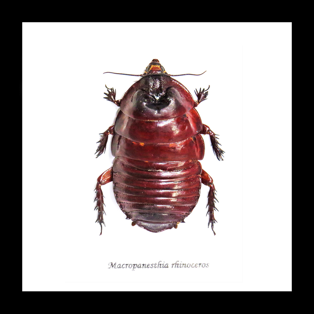 Macropanesthia rhinoceros - Bits and Bugs