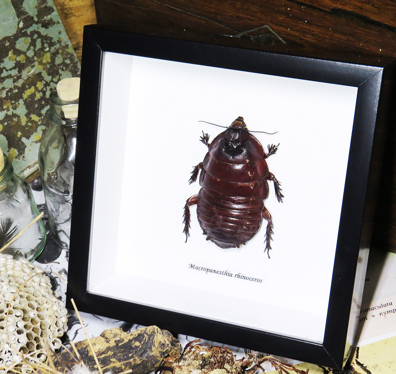 Macropanesthia rhinoceros - Bits and Bugs