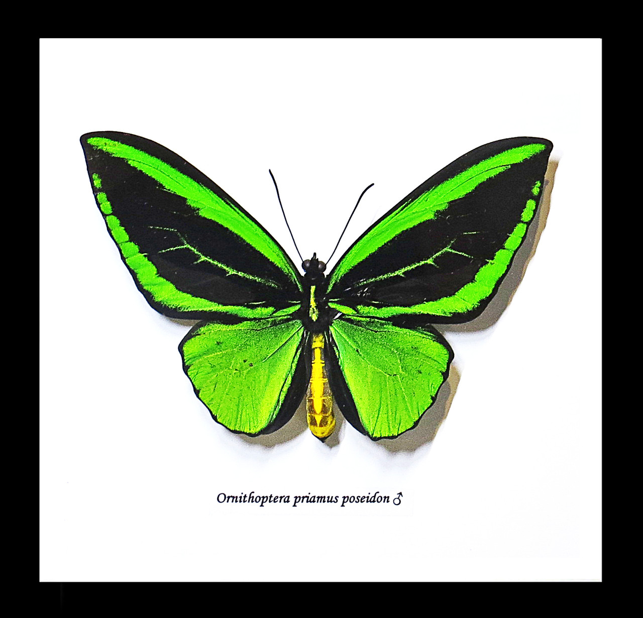 Ornithoptera priamus poseidon dorsal MALE label front - Bits and Bugs