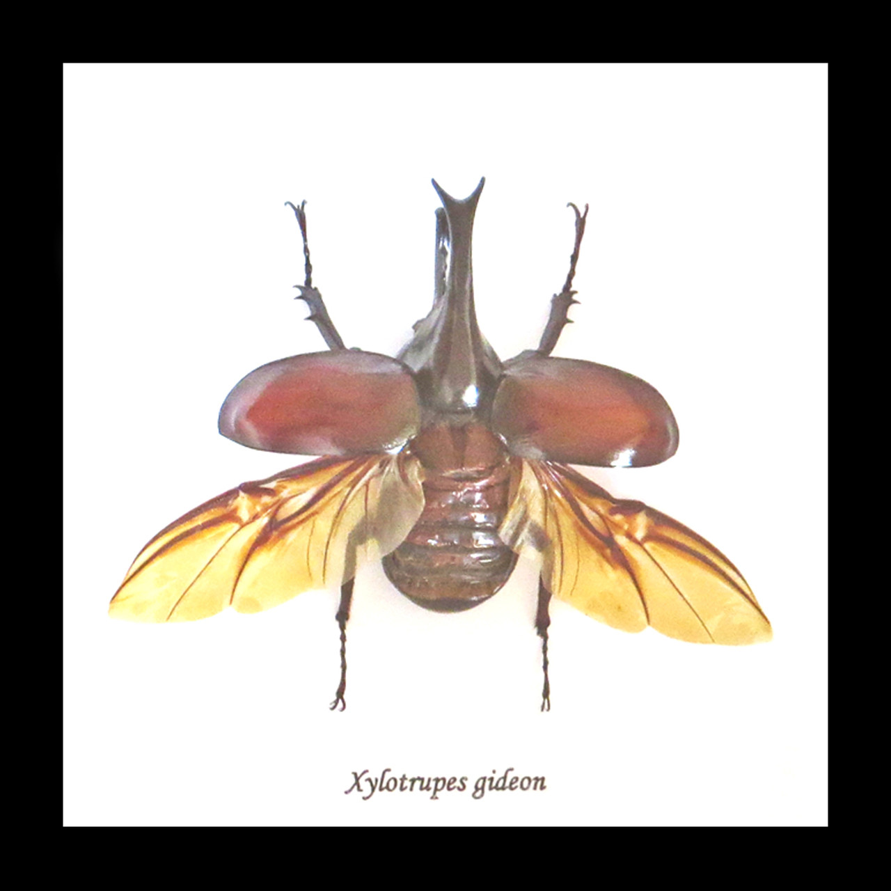 Xylotrupes gideon - Bits and Bugs