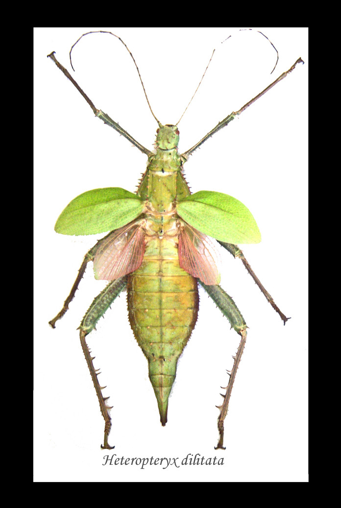 Heteropteryx dilatata female - Bits and Bugs