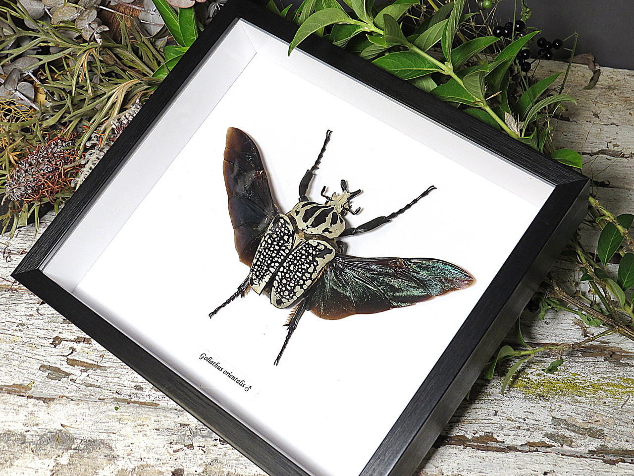 Goliathus orientalis XXL - Bits and Bugs