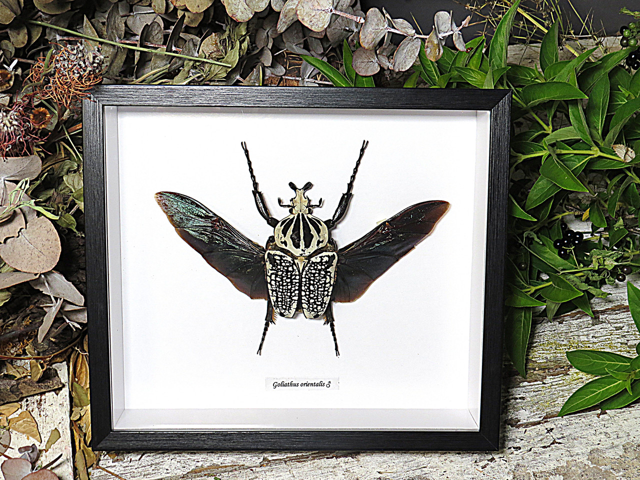 Goliathus orientalis XXL - Bits and Bugs