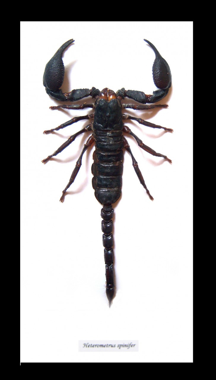 Scorpion XL - Bits and Bugs