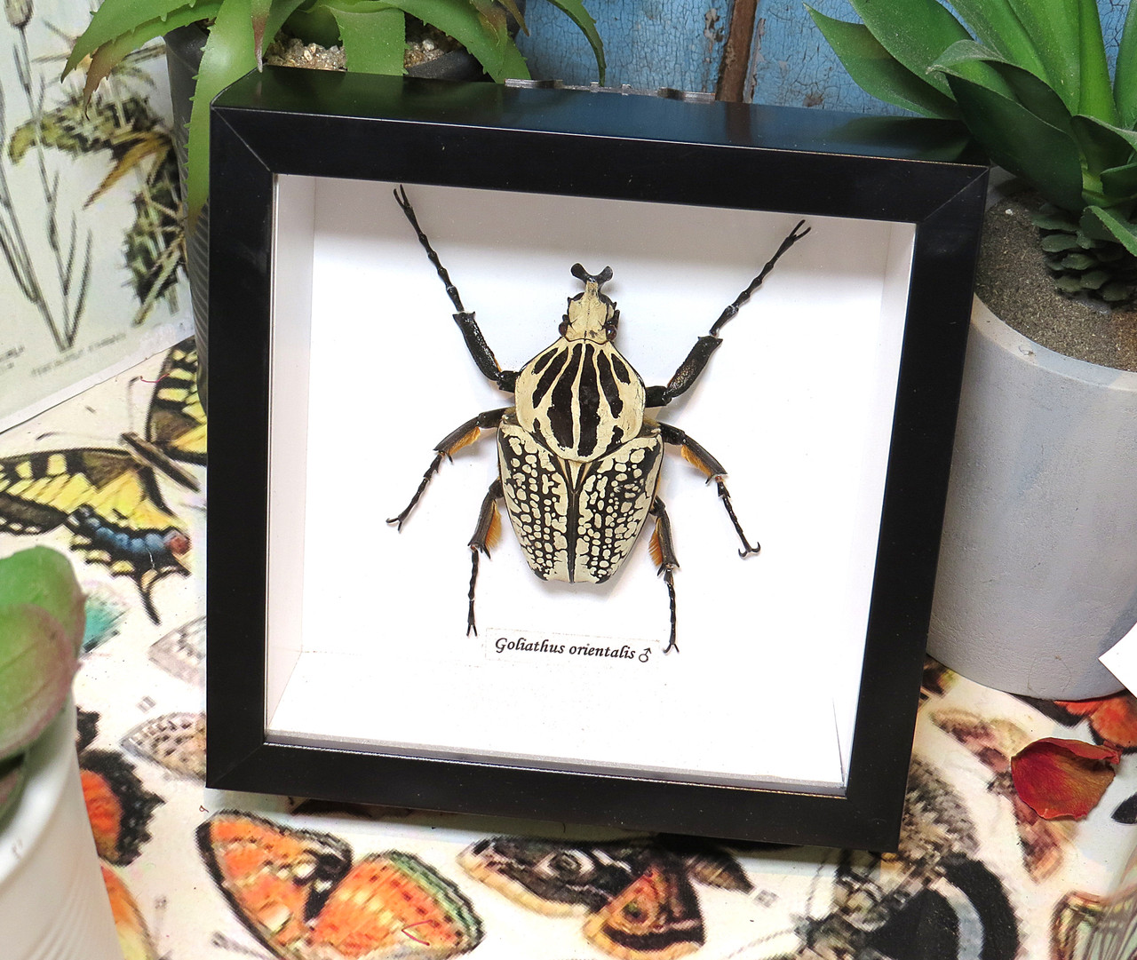 Goliathus orientalis Male A - Bits and Bugs