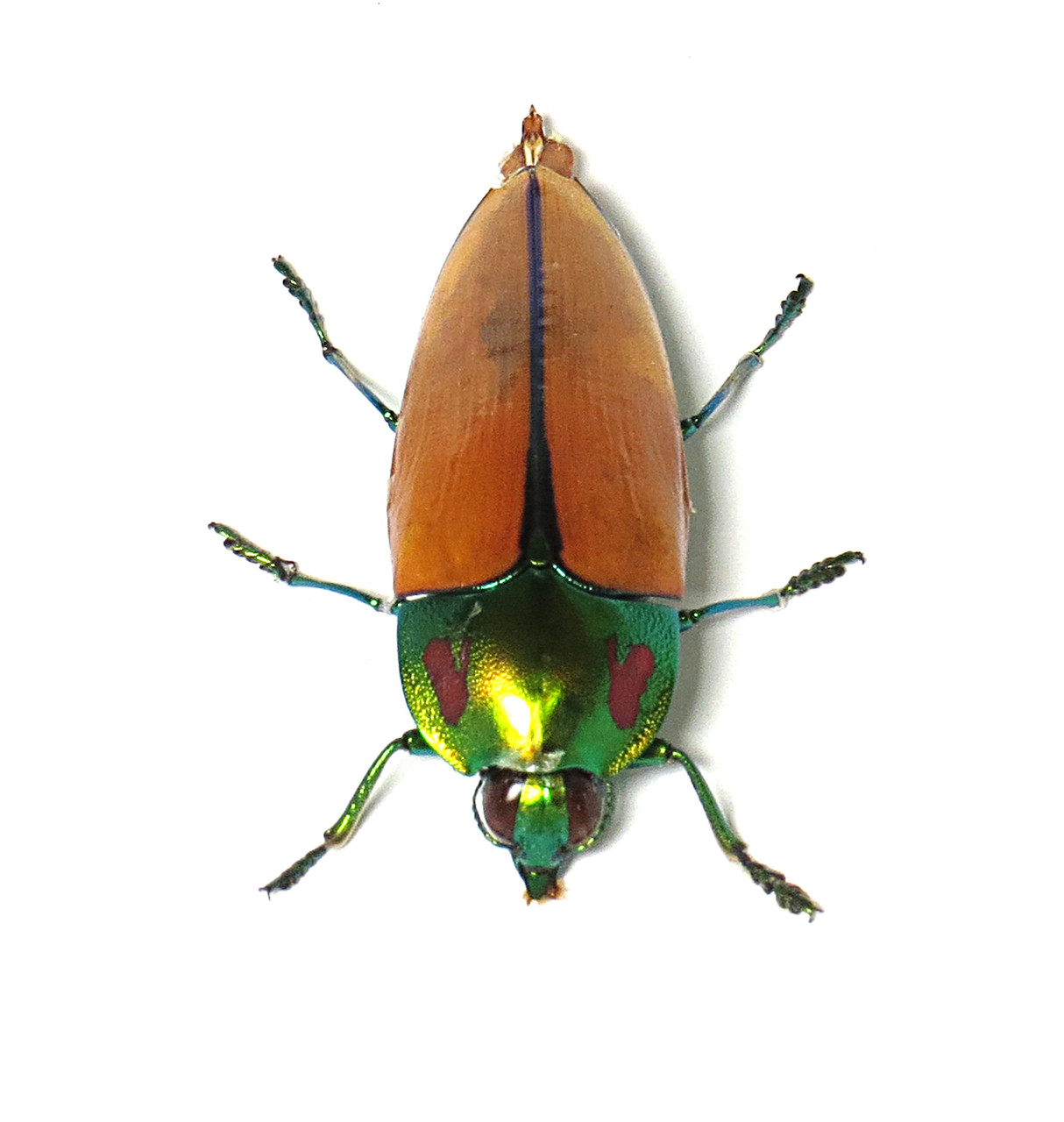 Calodema regalis - Bits and Bugs