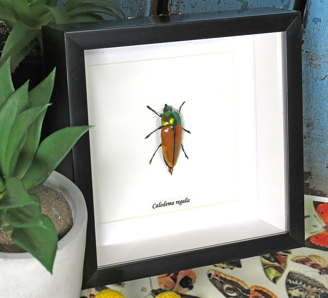 標本 Australia Calodema regale 42mm Calodema regalis – Australian Insects