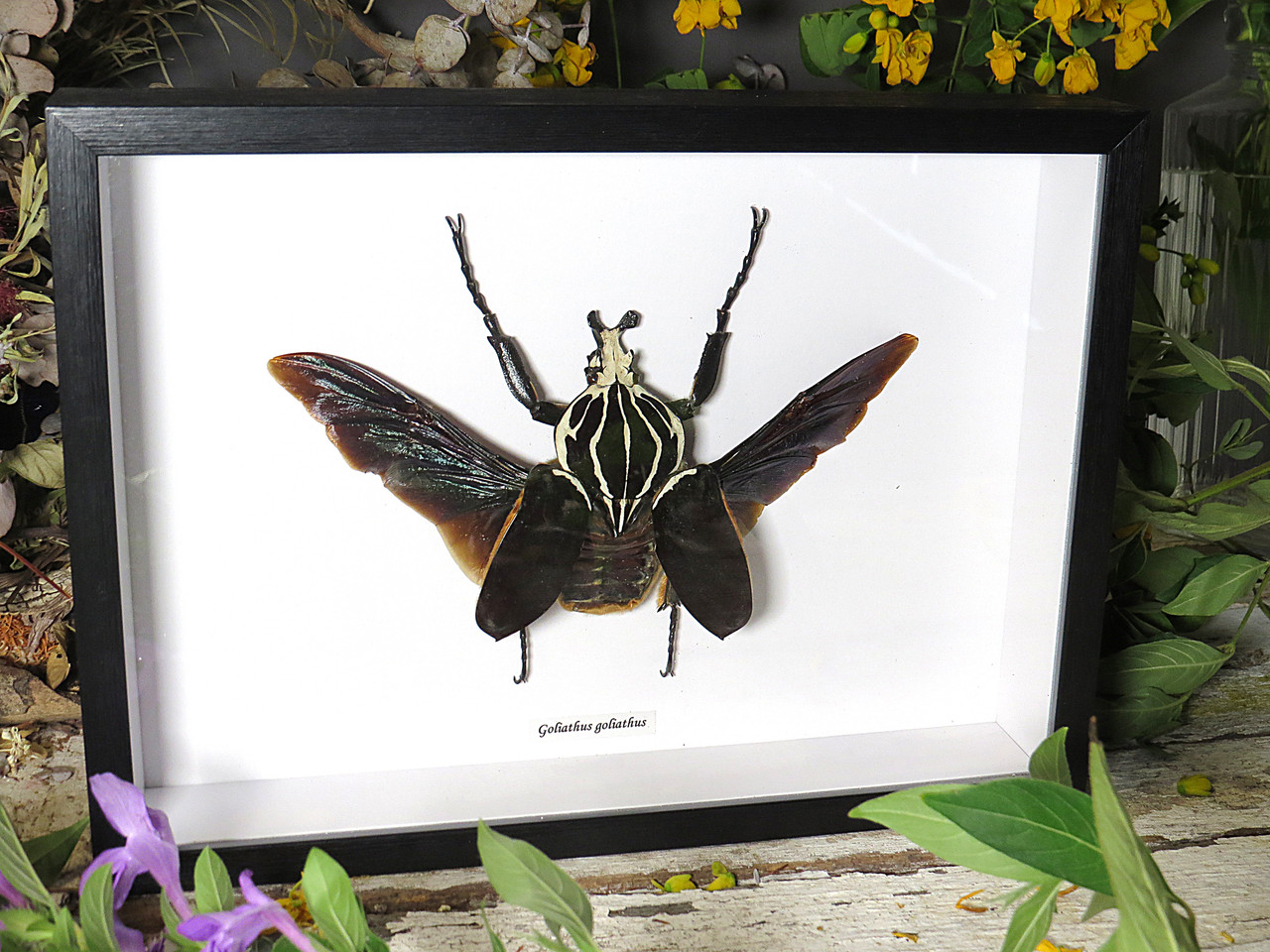 Goliathus goliathus - Bits and Bugs