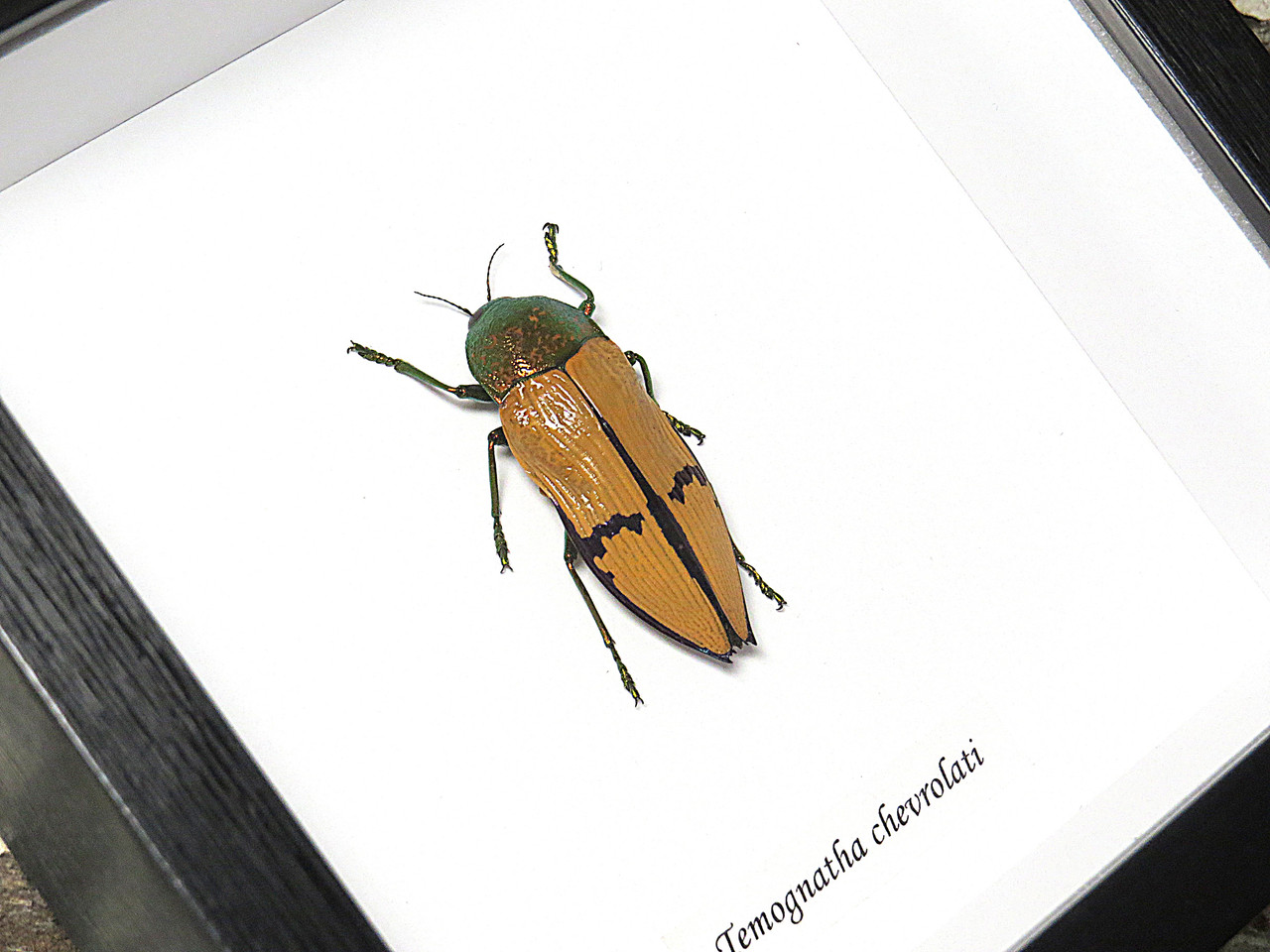標本 Australia Themognatha chevrolati 40mm Temognatha chevrolati - Bits and Bugs