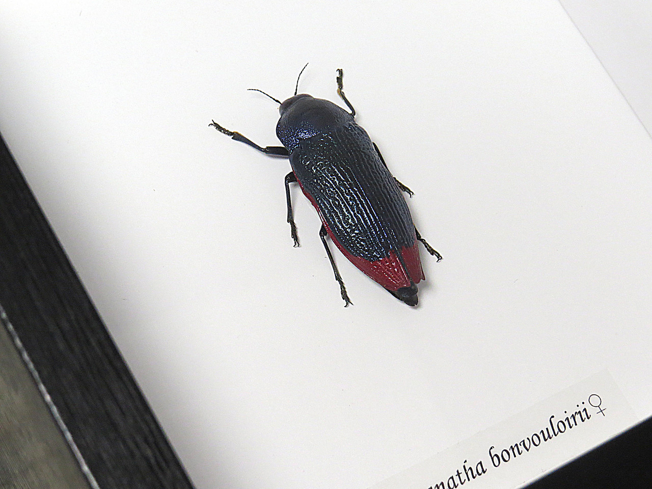 Temognatha bonvouloirii female - Bits and Bugs