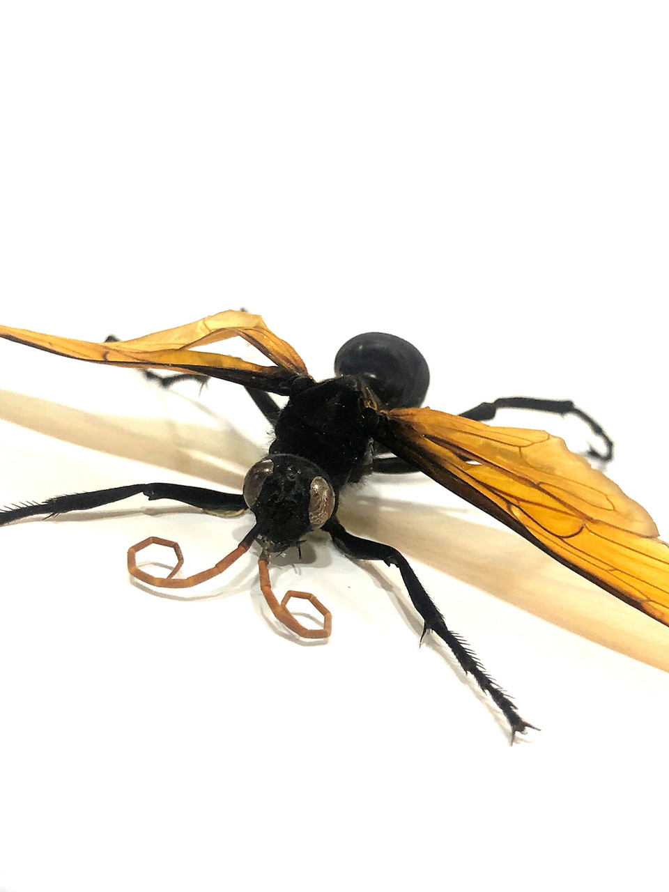 Pepsis heros GIANT spider wasp XL - Bits and Bugs