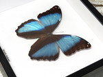 Morpho diedama