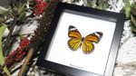 Real Butterfly in shadowbox Danaus genutia Bits&Bugs 