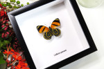 butterflies for sale Callicore cynosura  Bits and Bugs