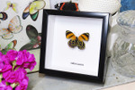 butterflies for sale Callicore cynosura  Bits and Bugs