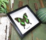 Papilio palinurus