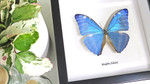 Morpho adonis 
