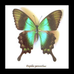 Framed butterfles BitsandBugs