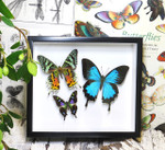 design Bits & Bugs moth for sale blue butterfly lepidopterahome decor interior design 