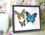 design Bits & Bugs moth for sale blue butterfly lepidopterahome decor interior design 