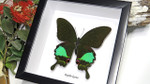 Framed butterfly Papilio karna Bits & Bugs