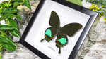 Framed butterfly Papilio karna Bits & Bugs