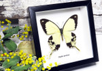 Butterfly in frame Papilio dardanus Bits&Bugs 