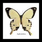 Butterfly in frame Papilio dardanus Bits&Bugs 