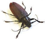 titanus giganteus bitsandbugs