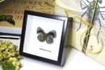 butterfly for sale Australia home decor interior design Callithea leprieuri bits & bugs