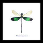 Dragonflies Neurobasis chinensis  Bits and Bugs 