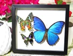 Framed butterflies Bits and Bugs