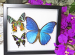 Framed butterflies Bits and Bugs